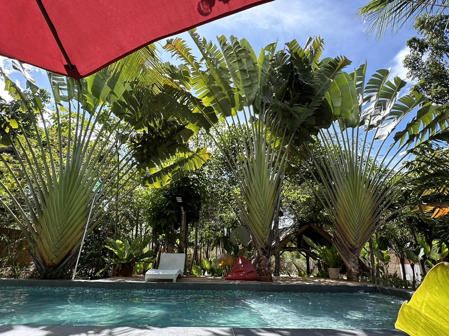 Garden pool surrounded by traveler's palms and a red umbrella