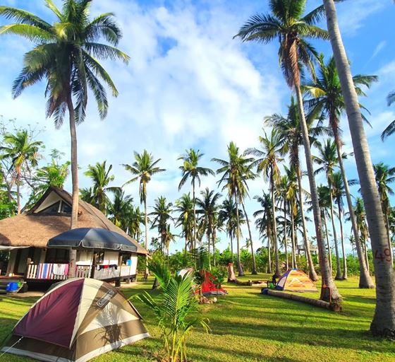 Tents on a lawn under tall coconut palms