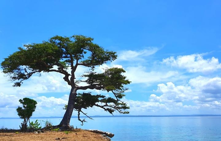 A lone wind-shaped tree on a grassy clifftop above the sea
