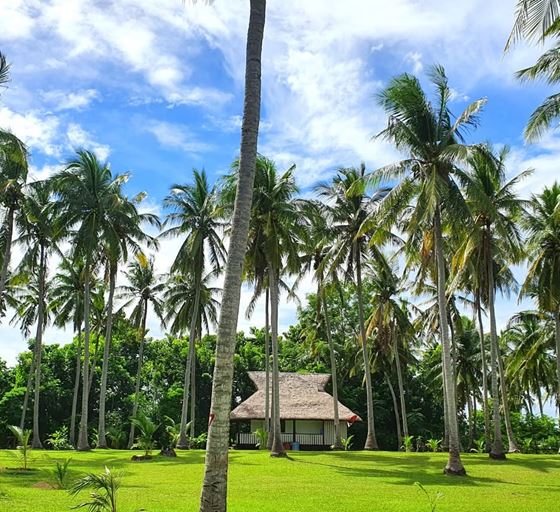 A coconut palm on a wide lawn with a thatched cottage in the distance