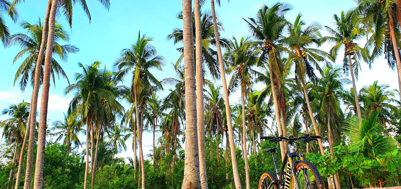 Tall coconut palms over the resort lawn under a bright blue sky
