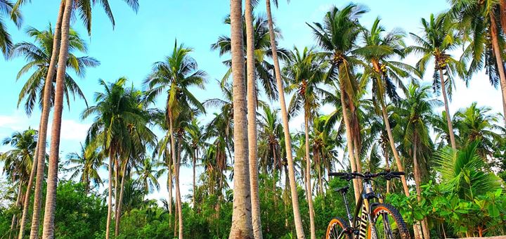 Tall coconut palms over a green lawn with a mountain bike resting on a log