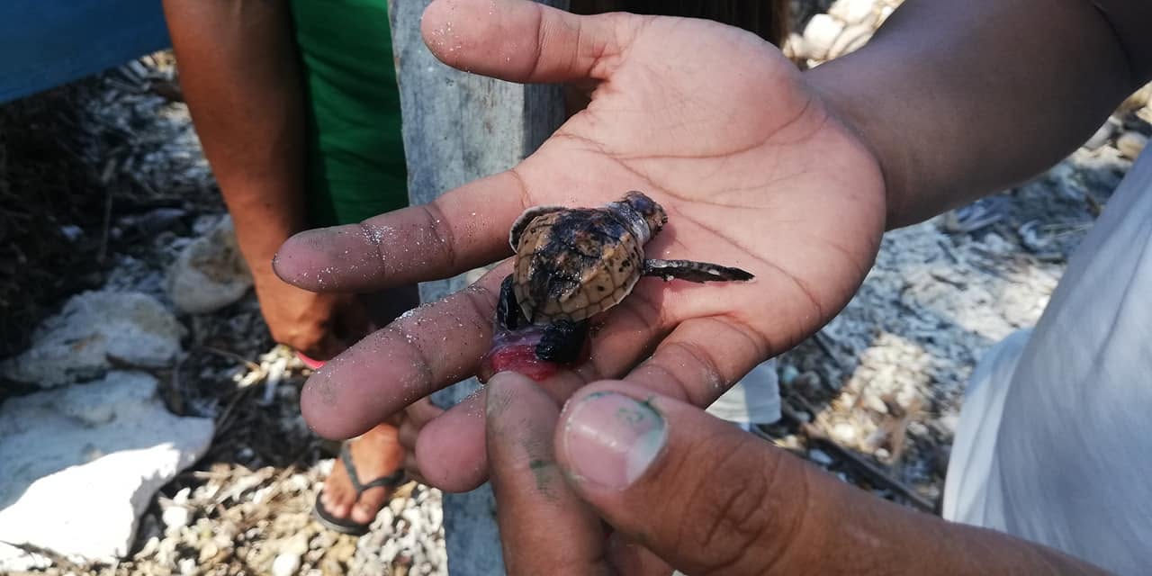 A hatchling sea turtle held gently in a person's hand before release