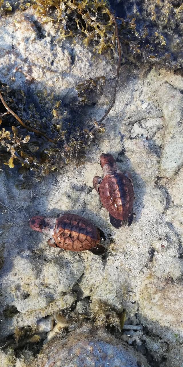 Two sea turtle hatchlings making their way across the sand