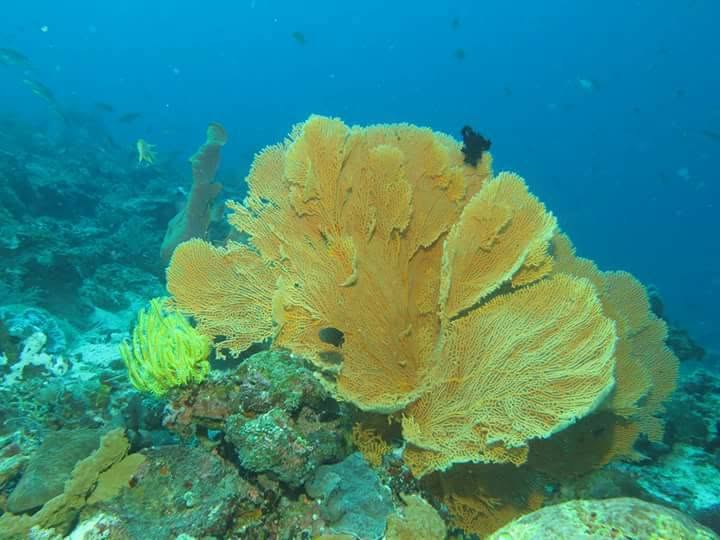 A large golden sea fan coral on the reef near Padre Burgos