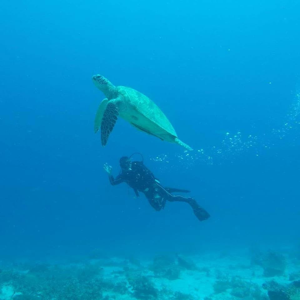 A scuba diver swimming beneath a sea turtle in open blue water off Padre Burgos