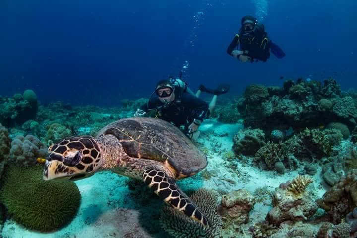 Divers following a hawksbill sea turtle across the reef