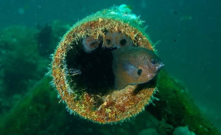 A reef fish sheltering inside a coral-covered pipe