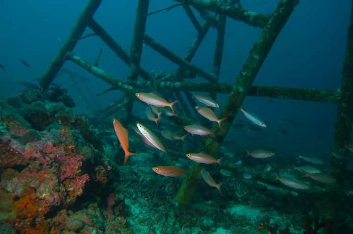 A school of reef fish around an underwater frame