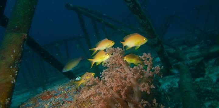 Small reef fish swimming around an underwater structure