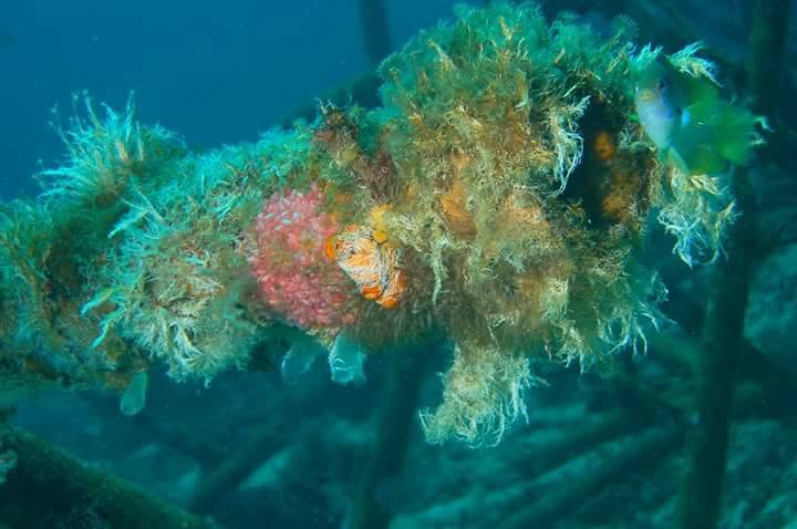 Marine growth and fish around an underwater structure