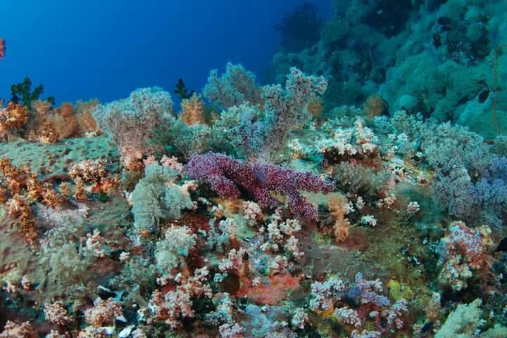A slope covered in soft coral on the reef near Padre Burgos