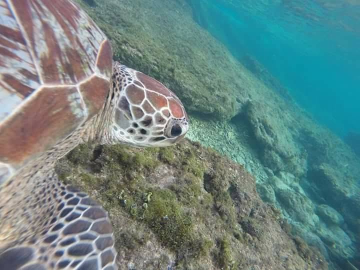 Close-up of a sea turtle swimming over a shallow reef