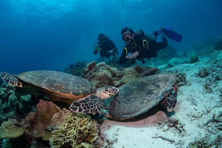 Two divers watching two sea turtles feeding on the reef near Padre Burgos
