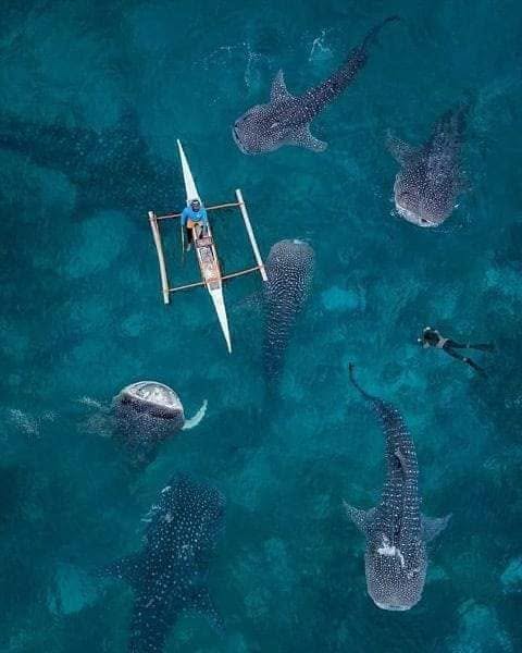 Several whale sharks swimming around a small outrigger boat