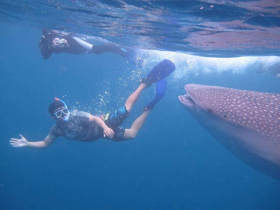 A snorkeler swimming alongside a whale shark at the surface