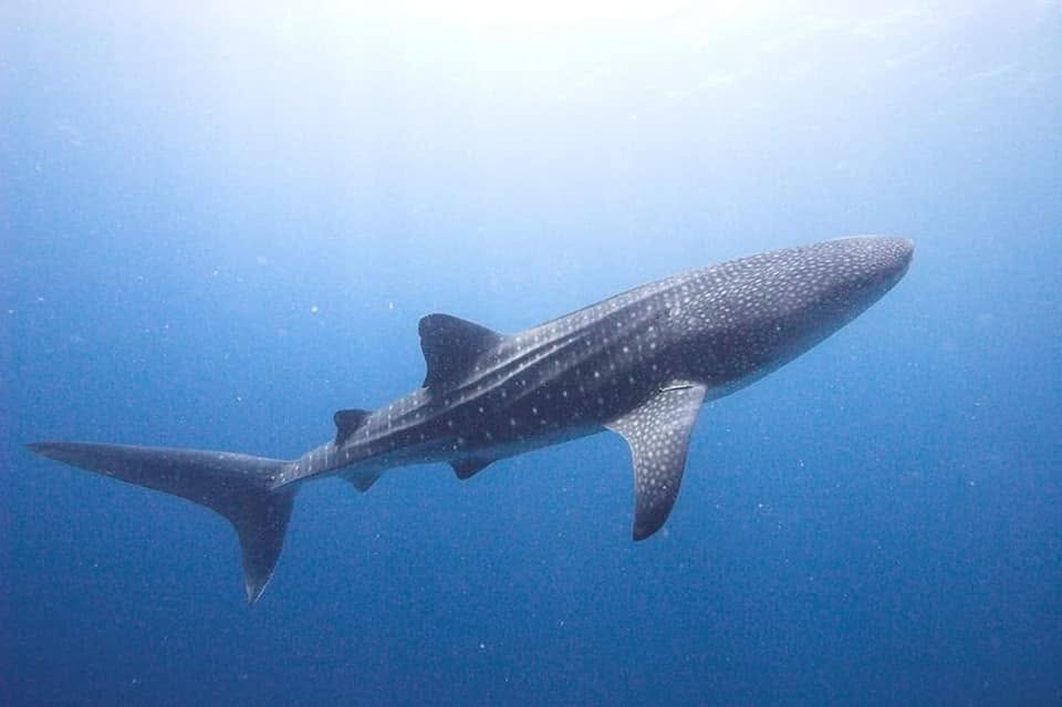 A whale shark gliding through open blue water