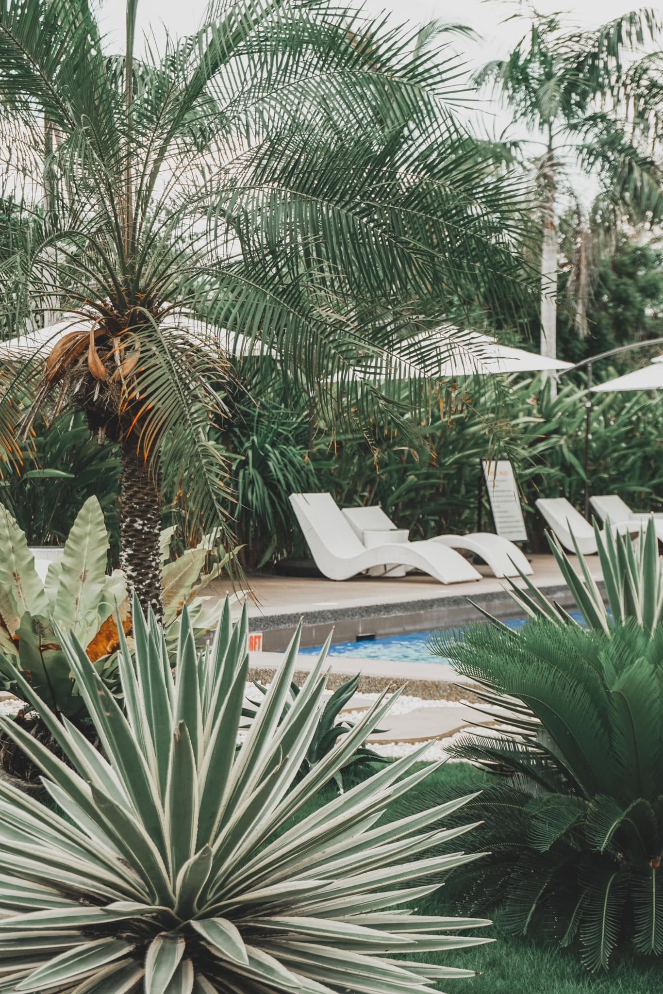 Agave and palms lining the pool deck