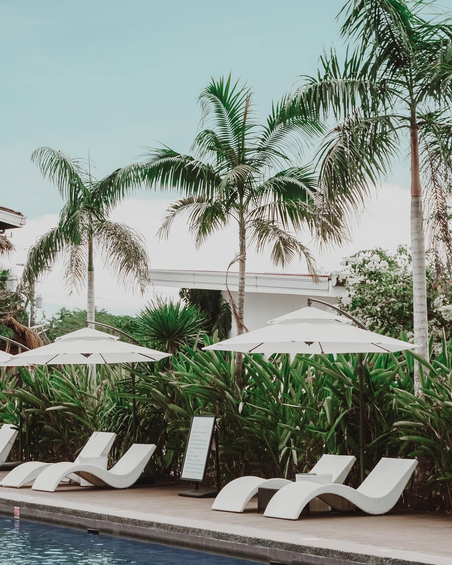 Palms above the pool loungers and umbrellas
