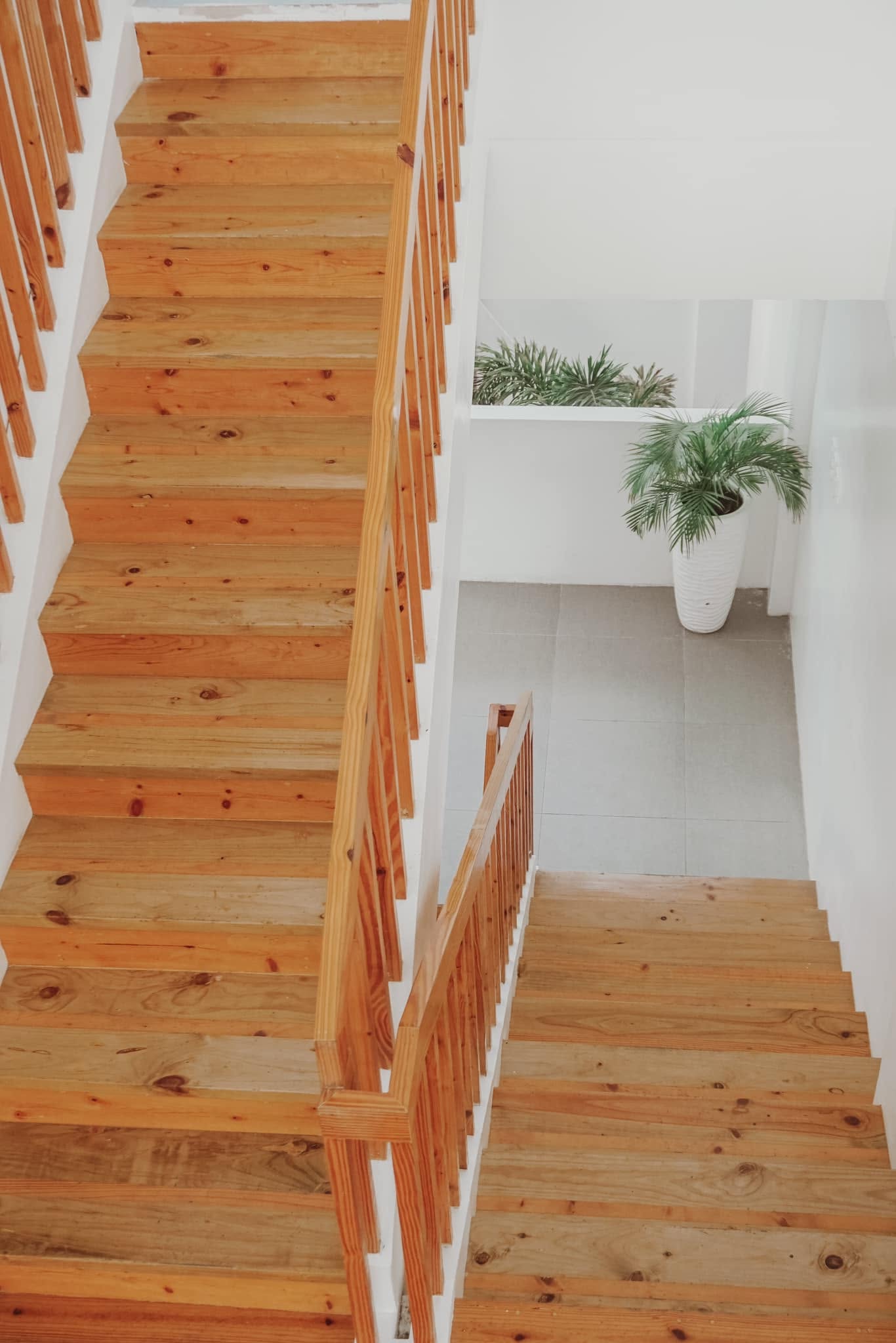 Timber staircase against white walls with potted palms