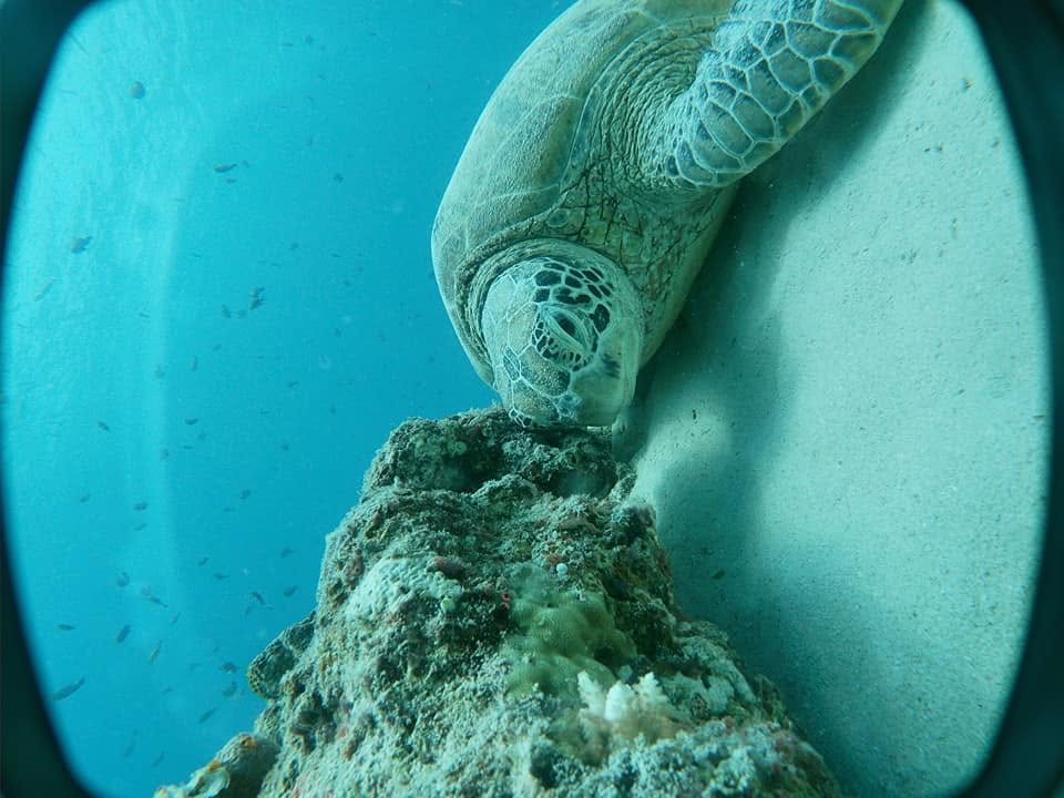 A sea turtle resting on a coral outcrop in Coron Bay