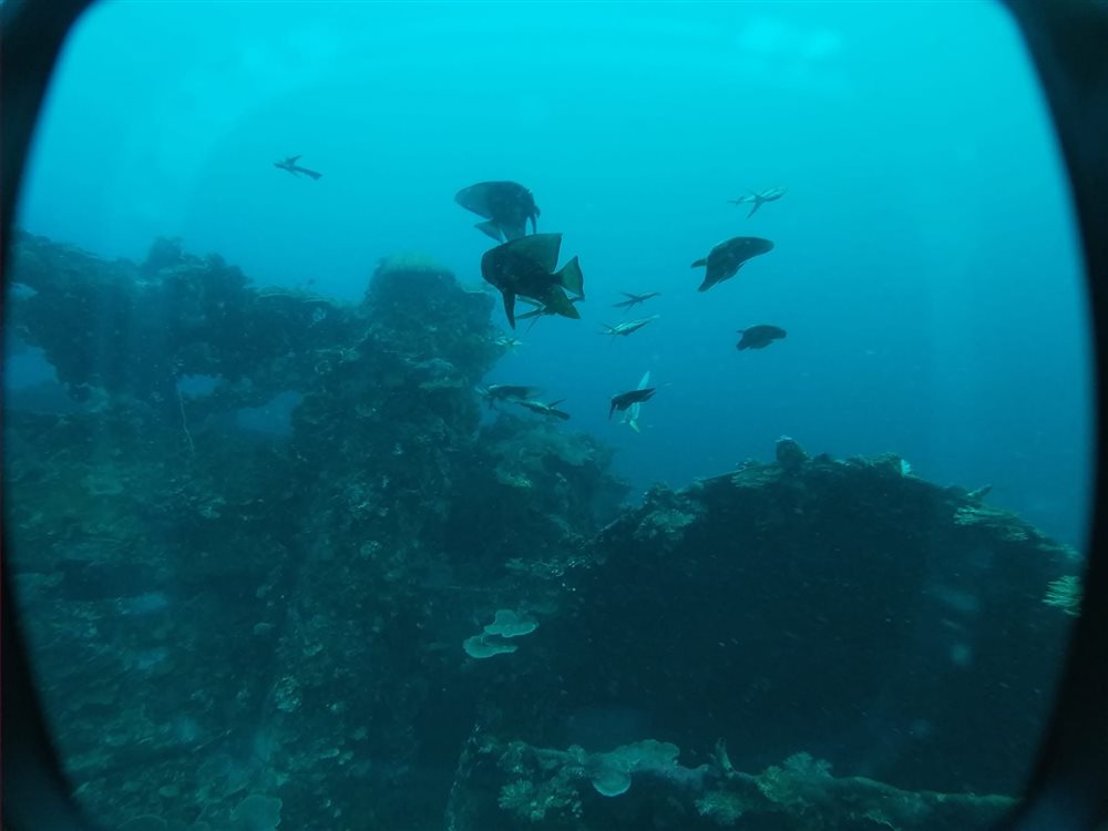 Reef fish schooling near a WWII wreck site in Coron Bay
